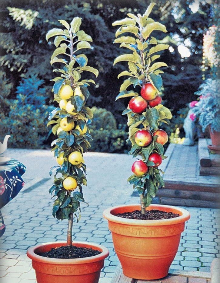 Выращивание колоновидных яблонь