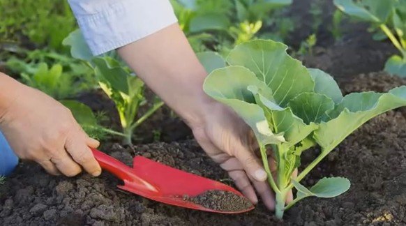 Сроки посадки капусты: когда и как сажать (сеять) капусту на рассаду в 2018 году по Лунному календарю
