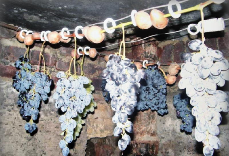 Правила сбора и хранения винограда