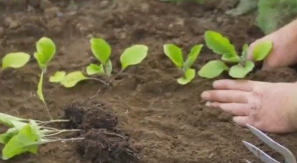Сроки посадки капусты: когда и как сажать (сеять) капусту на рассаду в 2018 году по Лунному календарю