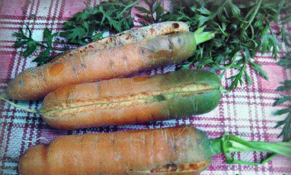 Почему трескается морковь